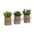 Set de tres cactus TAYU – yute