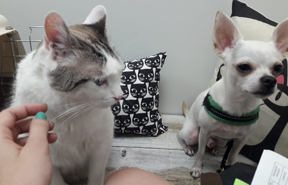 004 - Centro veterinario Navas en Barcelona Centro veterinario Navas en Barcelona